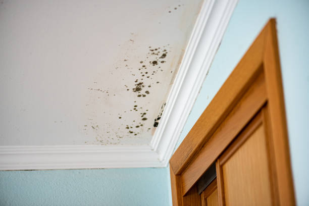 Mold Remediation for Vacation Homes in Carroll Valley, PA